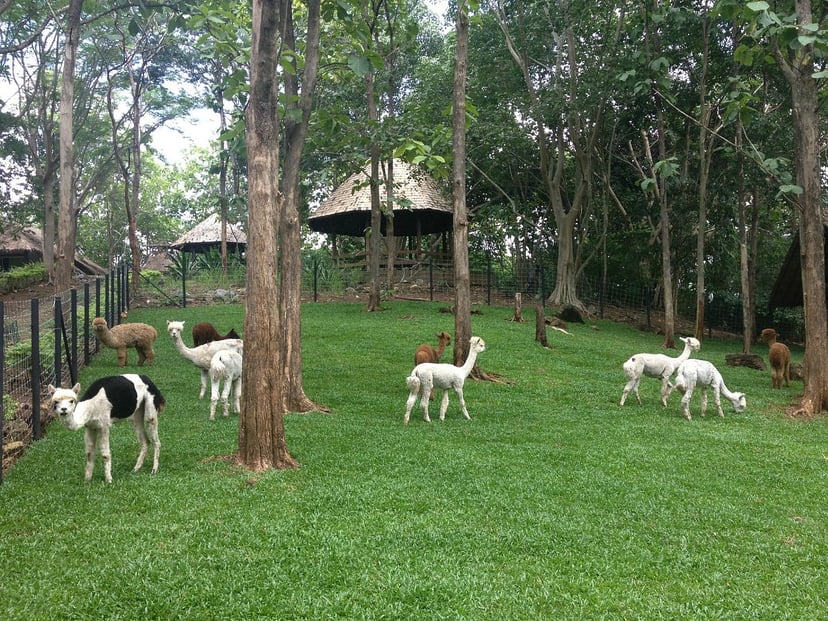 Bonanza Exotic Zoo