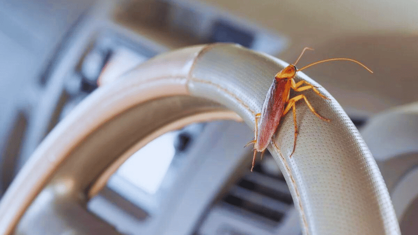 Cockroaches in your car? Here's how to get rid of them, photo 1