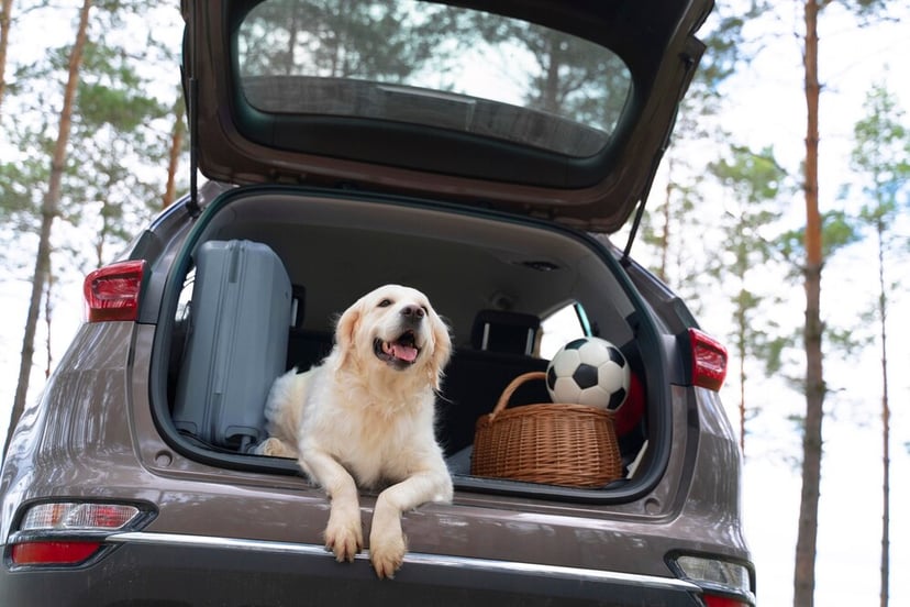 Dog Car Seat
